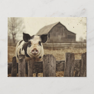 Vintage Pig on a Farm Postcard