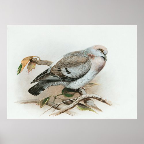 Vintage Pigeon Animal Wildlife Bird  Poster