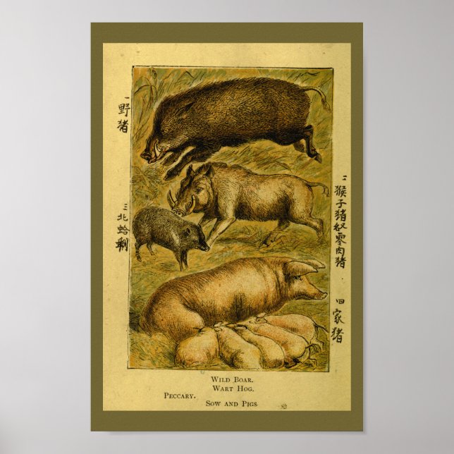 Vintage Pigs Hog Boar Natural History Print (Front)