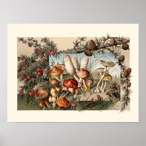 Vintage Pine Cones and Mushrooms by Anton Seder Poster