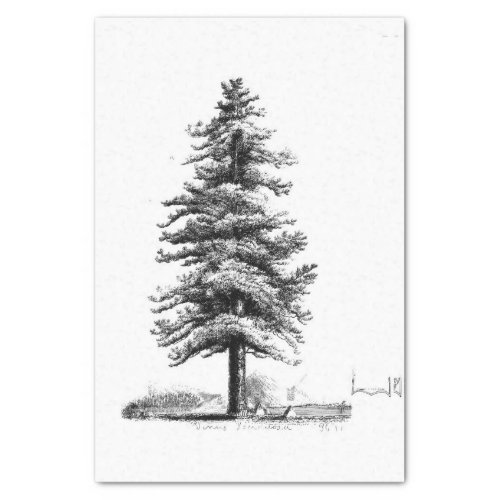 Vintage Pine Tree Ephemera Decoupage Tissue Paper