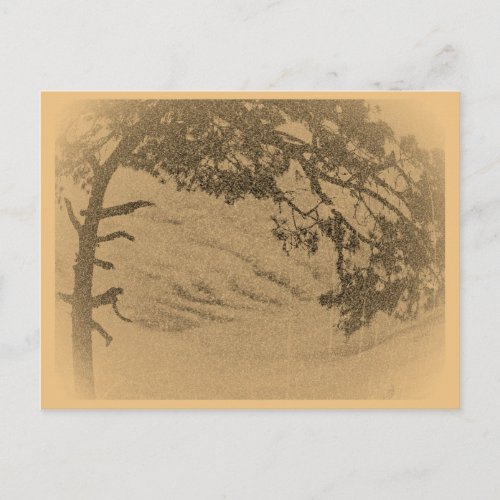 Vintage Pine tree silhouette sunrise Postcard