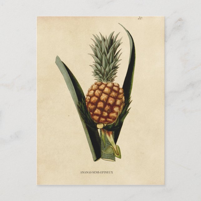 Vintage Pineapple Illustration Postcard (Front)