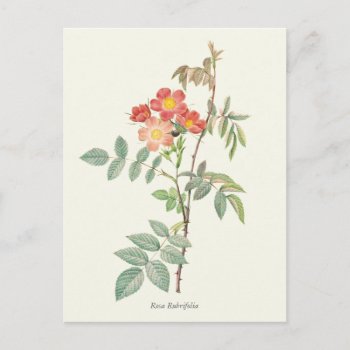 Vintage Pink And Red Roses Botanical Print Postcard by jardinsecret at Zazzle