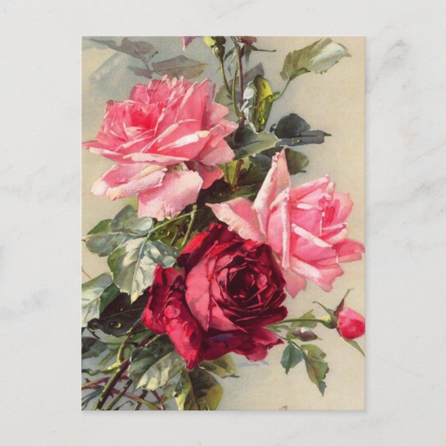 Vintage Pink and Red Roses Postcard (Front)