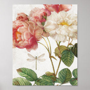 Vintage Pink and White Botanical Roses Poster