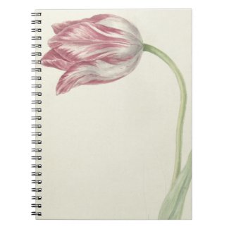 Vintage Pink and White Tulip  Dutch Fine Art