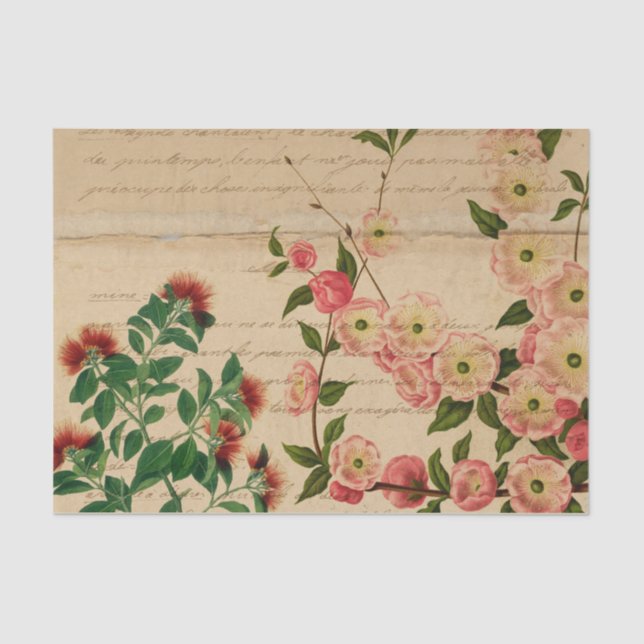 Vintage Pink Botanical Ephemera Tissue Paper (Front)