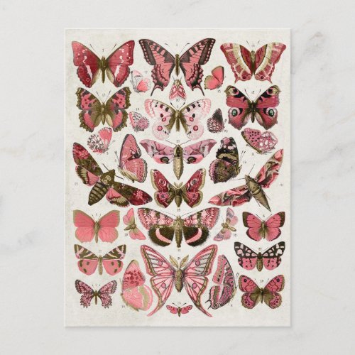 Vintage Pink Butterflies Postcard
