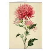 Vintage Pink Chrysanthemum Flower (Front)