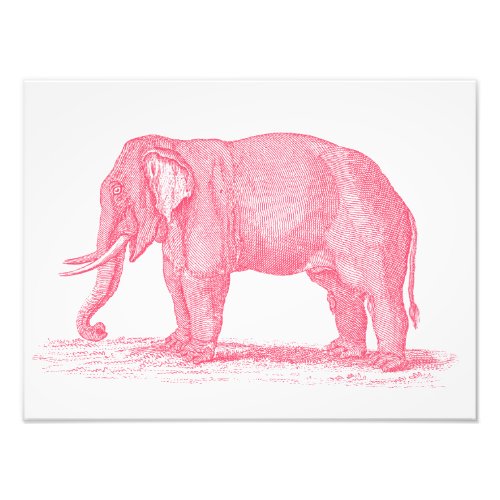 Vintage Pink Elephant 1800s Elephants Illustration Photo Print