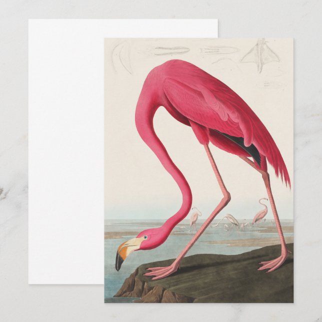 Vintage Pink Flamingo Audubon Invitation (Front/Back)