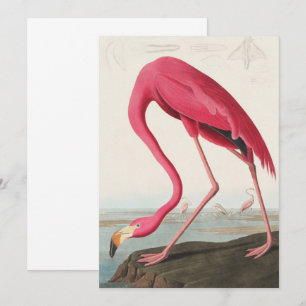 Vintage Pink Flamingo Audubon Invitation