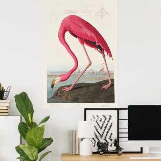 Vintage Pink Flamingo Audubon Poster