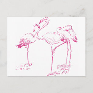 Vintage  Pink Flamingo Drawing Postcard