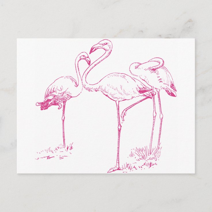 Vintage Pink Flamingo Drawing Postcard | Zazzle