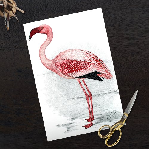 Vintage Pink Flamingo Finch Davies 1919 Tissue Paper