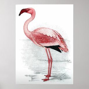 Vintage Pink Flamingo Poster