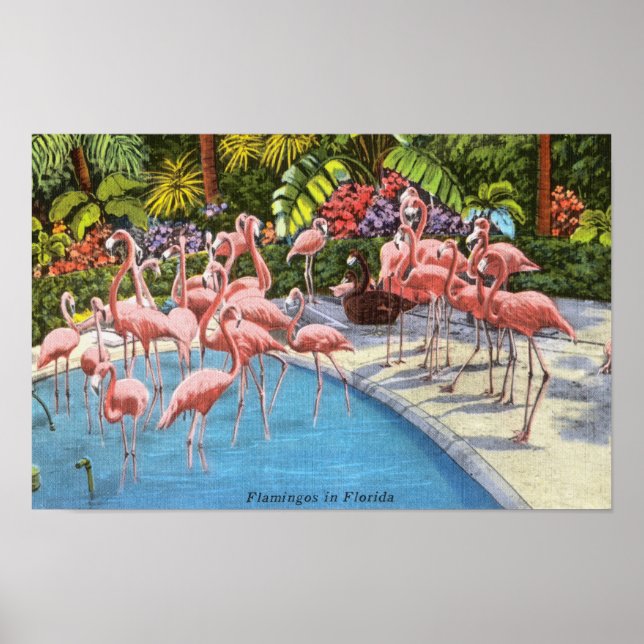 Vintage Pink Flamingos In Florida Poster (Front)