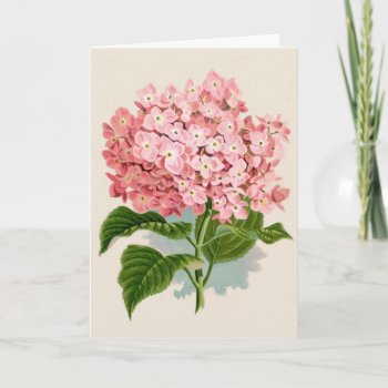 Vintage Pink Hydrangea Card by knottysailor at Zazzle