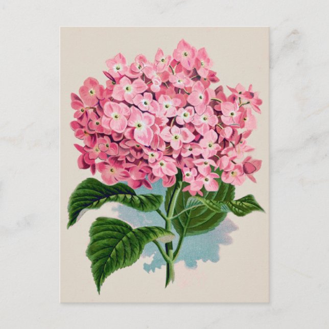 Vintage Pink Hydrangea Flower Postcard (Front)