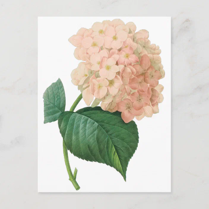 postcard hydrangeas