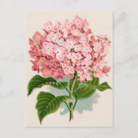Vintage Pink Hydrangea