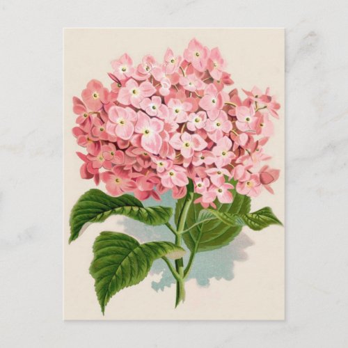 Vintage Pink Hydrangea Postcard
