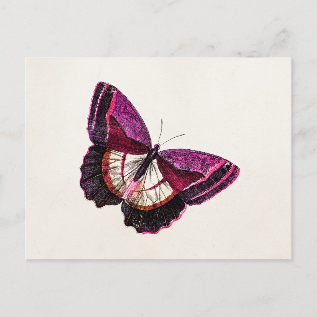 Vintage Pink Red Butterfly 1896 Blank Template Postcard (Front)