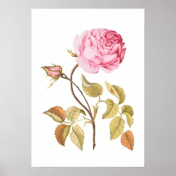 Vintage Pink Rose Botanical Print by jardinsecret at Zazzle