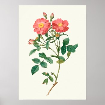 Vintage Pink Rose Botanical Print by jardinsecret at Zazzle