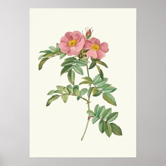 Vintage Pink Rose Botanical Print (Front)