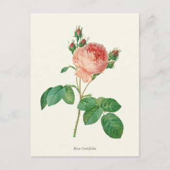 Vintage Pink Rose Botanical Print Postcard by jardinsecret at Zazzle