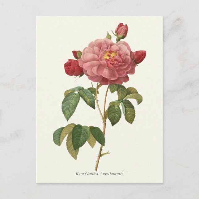 Vintage Pink Rose Botanical Print Postcard (Front)