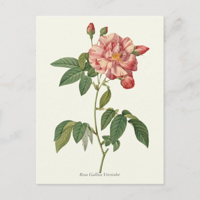 Vintage Pink Rose Botanical Print Postcard (Front)