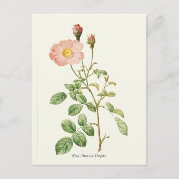 Vintage Pink Rose Botanical Print Postcard by jardinsecret at Zazzle