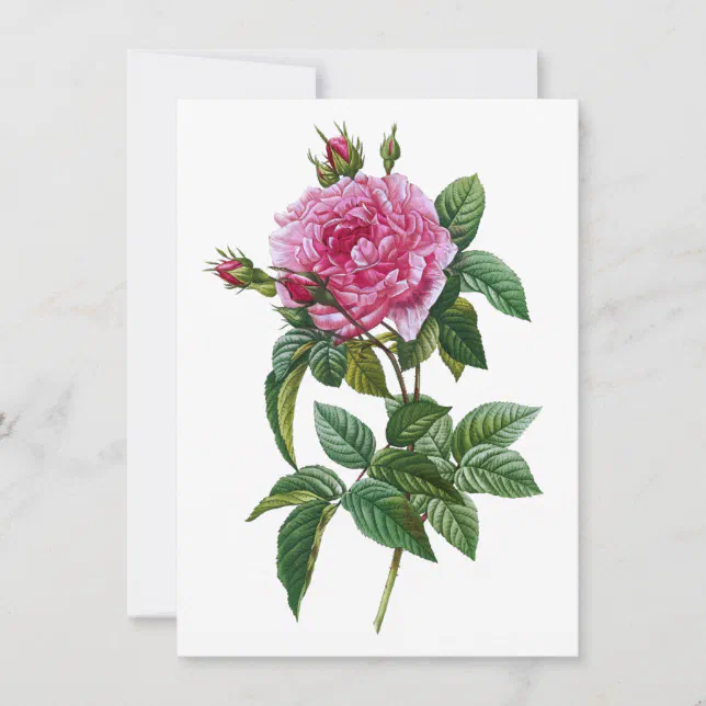 Vintage Pink Rose Card | Zazzle