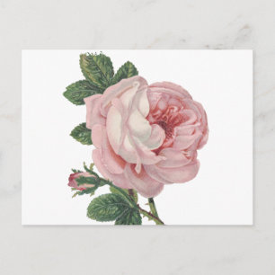 Vintage Pink Rose Flowers - Love, Miss You, Hello Postcard
