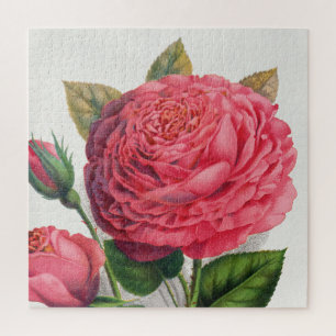 Vintage Pink Rose Illustration Jigsaw Puzzle