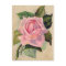 Vintage Pink Rose Postcard