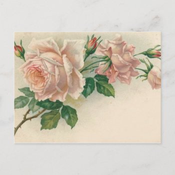 Vintage Pink Rose Postcard by KraftyKays at Zazzle
