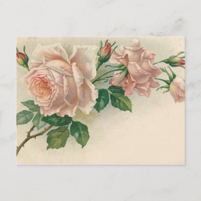Vintage Pink Rose Postcard (Front)