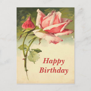 Vintage Pink Rose Postcard