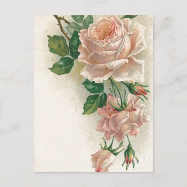 Vintage Pink Rose Postcard (Front)