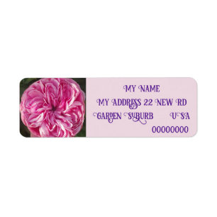 Vintage Pink Rose Rose photo Return Address Labels