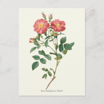 Vintage Pink Roses Botanical Print Postcard by jardinsecret at Zazzle