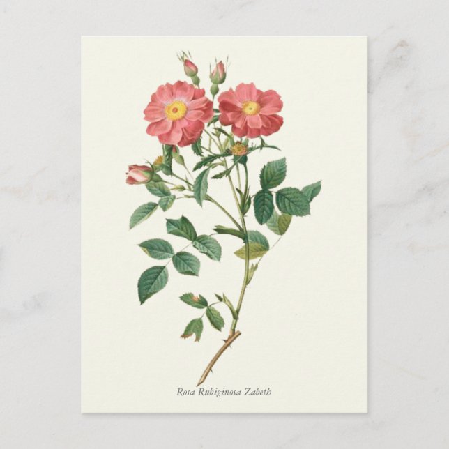 Vintage Pink Roses Botanical Print Postcard (Front)
