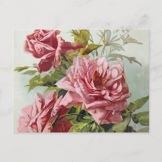 Vintage Pink Roses Bouquet Postcard (Front)