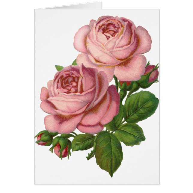 Vintage Pink Roses Cards (Front)