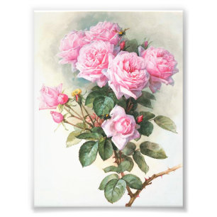 Vintage Pink Roses Painting Photo Print